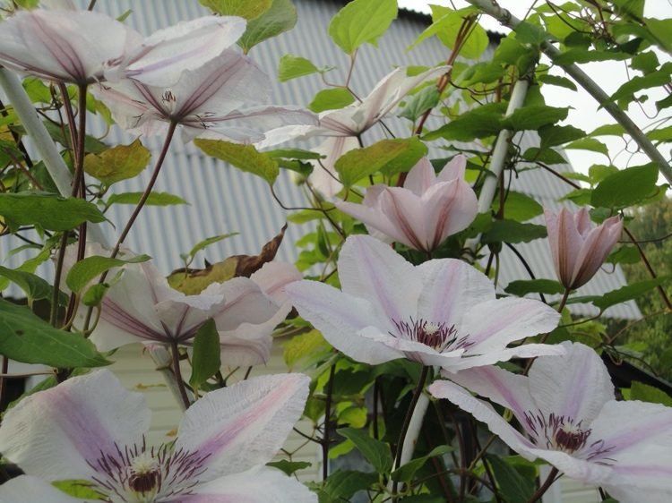 Clematis Jan Pawel II s dvojfarebnými kvetmi v bielej a ružovej farbe