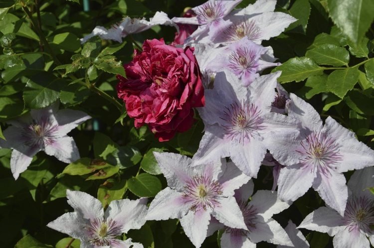 Clematis viticella Marmori s ružou Eden Rose