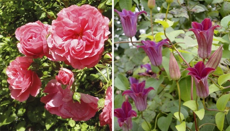 Clematis Texensis, vojvodkyňa z Albany a Rose 'Rosarium Uetersen