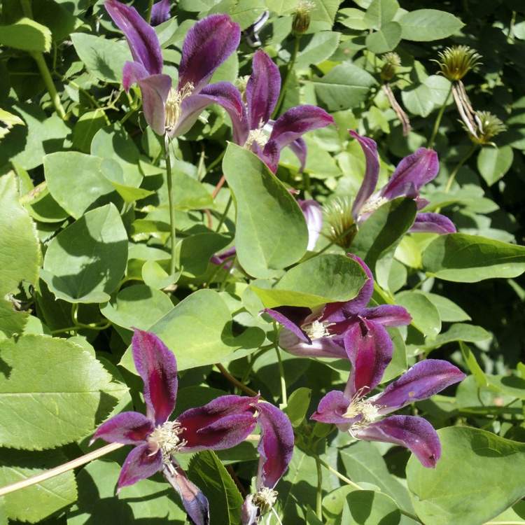 Clematis texensis Sir Trevor Lawrence