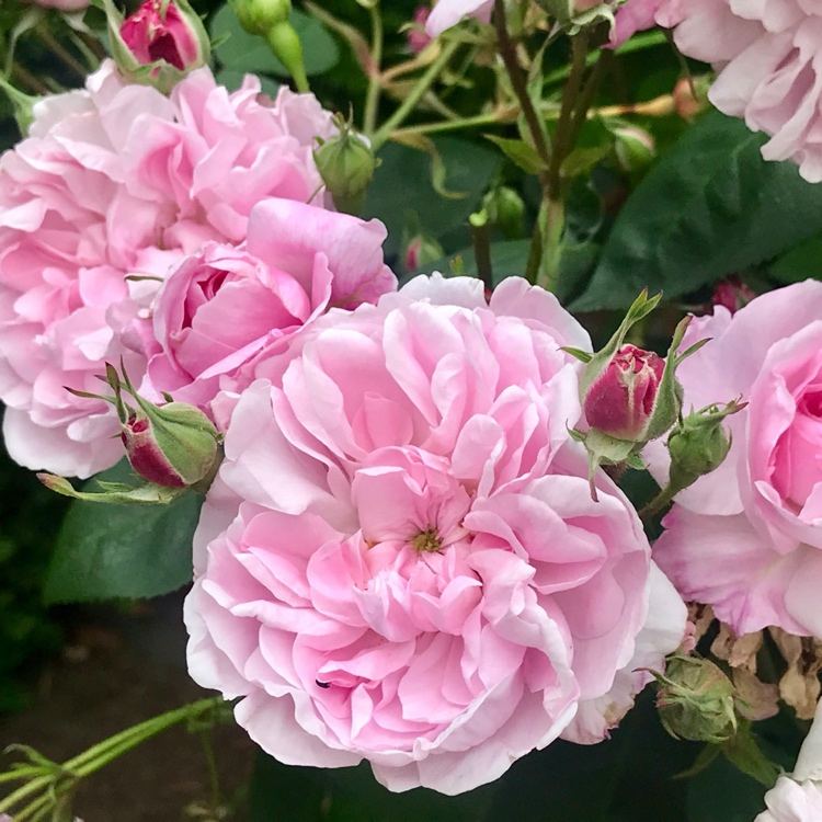 Krovinová ruža Fantin-Latour