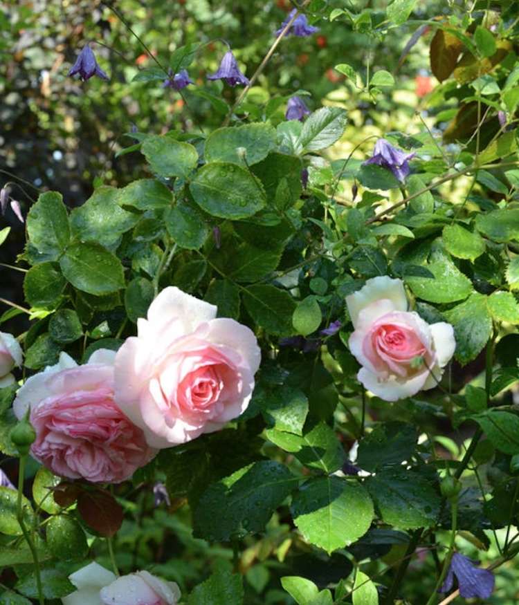 Clematis viticella a Rose Pierre de Ronsard