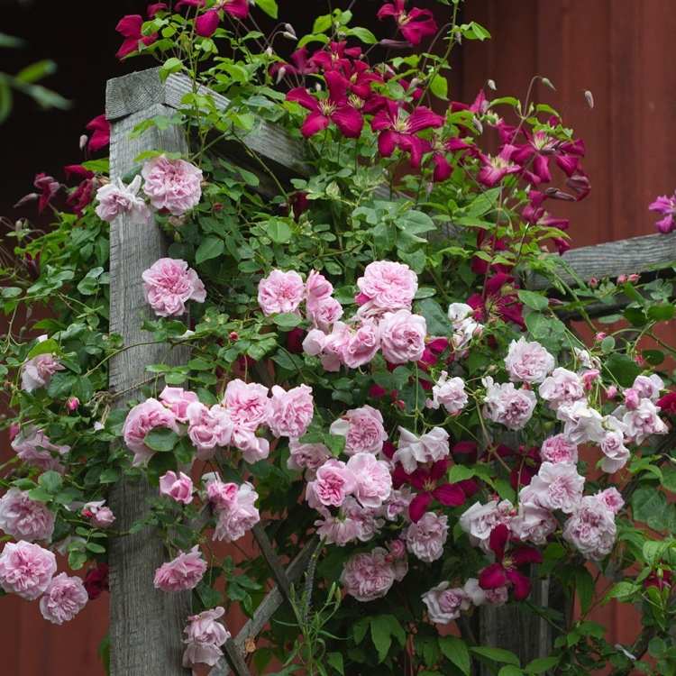 Ružová májová kráľovná a Clematis viticella