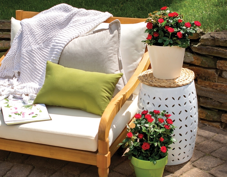 červené ruže do vedier na terase