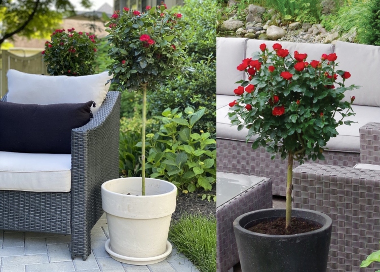 Ruže s vysokým stonkom pre čiastočný tieň v kvetináčoch