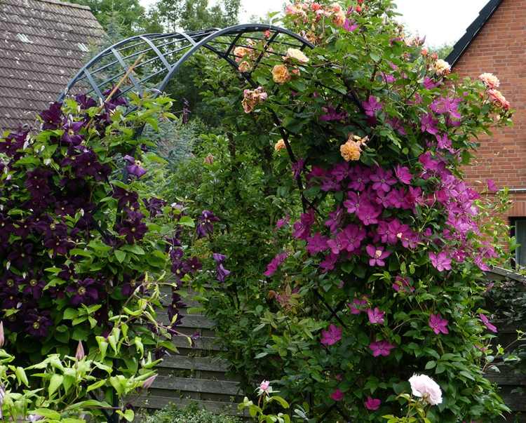 Oblúk ruží-výsadba-plamienok-popínavé ruže-stavby-purpurové-domčeky-úponkovitý-kovový rám