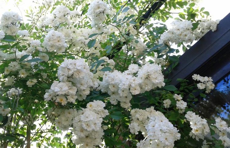 ruža-oblúk-výsadba-kvety-ruže-malé-voňavé-bielo-kovové-úponkové pomôcky