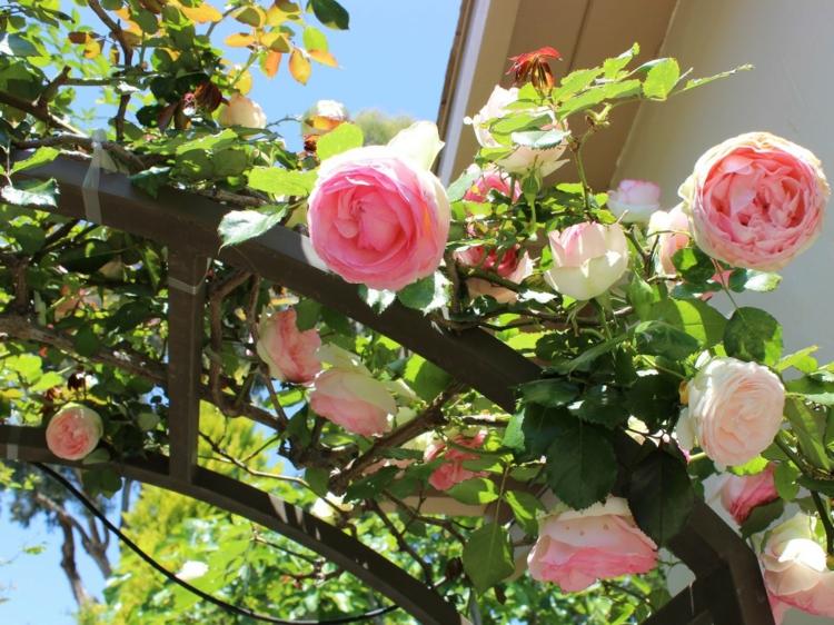 Rose-arch-výsadba-kov-rám-ruže-opletenie-zapínanie-budova-kvet-výhonky