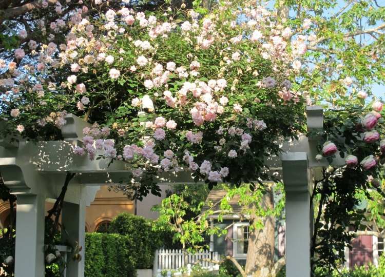 ruža-oblúk-výsadba-horolezecká pomôcka-betón-kvety-záhrada-biela-malý-krík-plot