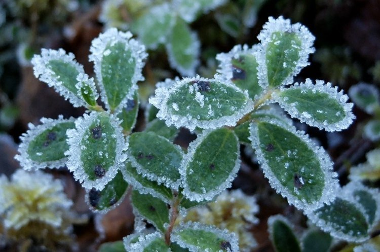 ruža-oblúk-rastlina-zelená-mráz-zima-zimný spánok-starostlivosť