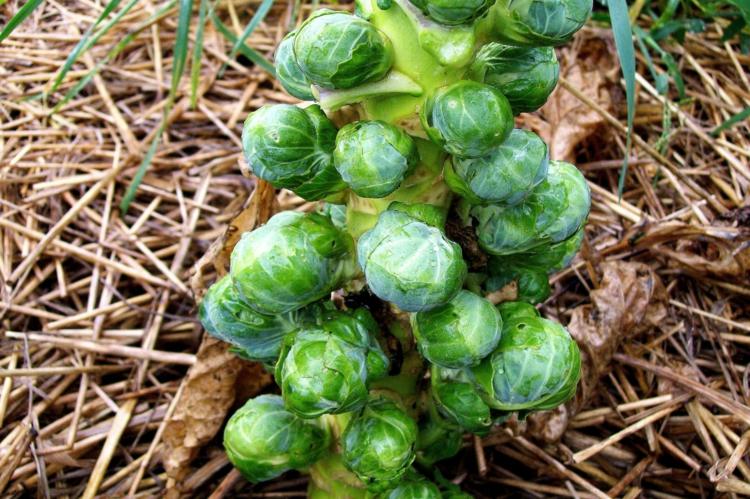 tipy na záhradu Ružičkový kel rastliny odroda zeleniny