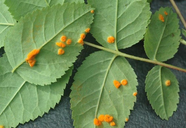 Ružová hrdza samozrejme bojuje proti škodám spôsobeným spórami