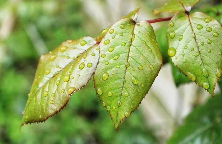 Ako vyzerajú choré ruže Poškodenie a tipy na prevenciu