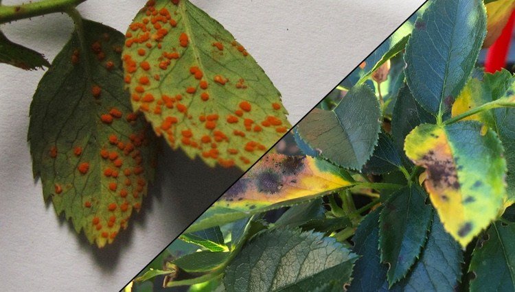 Skutočná múčnatka a múčnatka a ružová hrdza rozpoznajú rozdiel