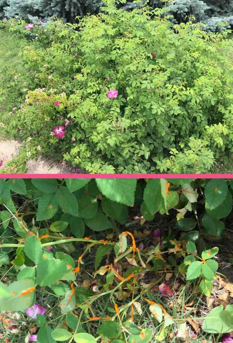 Ako vyzerajú choré ruže_ Poškodenie kríka ružovej hrdze