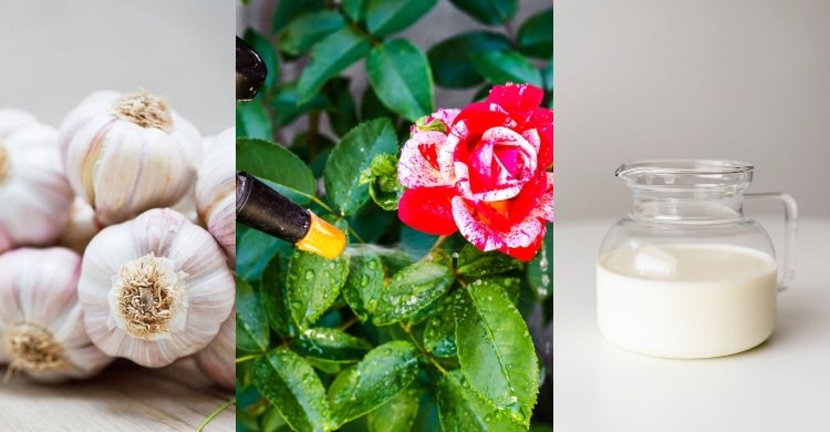 Boj s ružovou hrdzou domácimi prostriedkami, prirodzene tipy