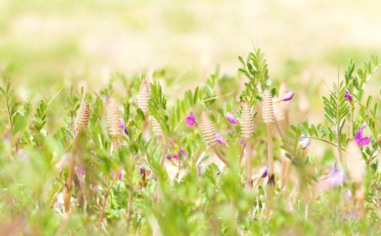 Pesticídy s prasličkou proti hrdzi ružovej Recept na prírodné domáce prostriedky