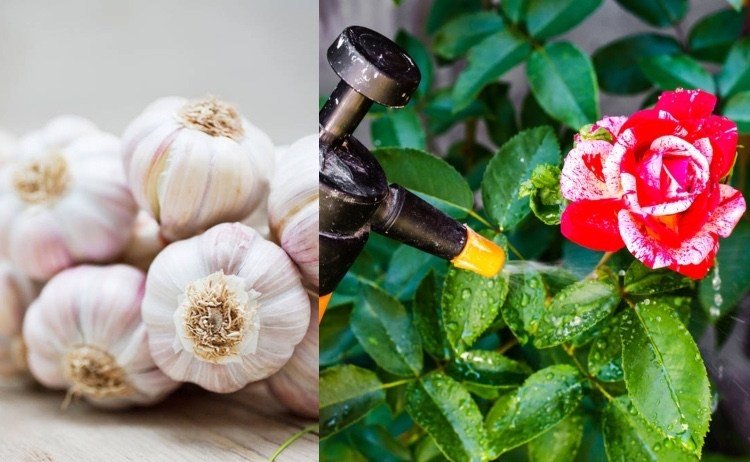 Ďalšie domáce opravné prostriedky a recepty na ružovú hrdzu