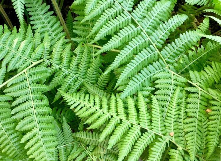 Pripravte si vývar z kapusty sami proti hrdzi ružovej