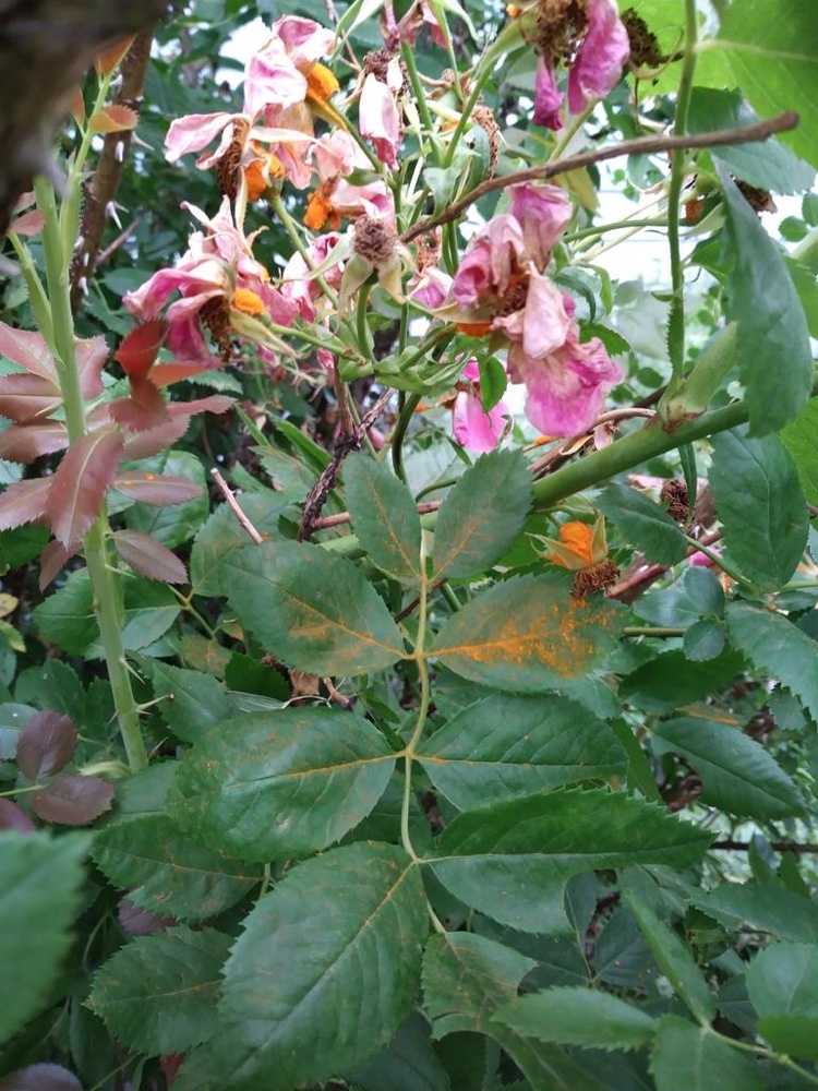 Poškodenie hrdze ruže Ako vyzerá huba na ružiach