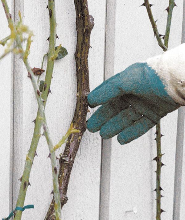 Horolezecké ruže režú hlavné výhonky po bokoch záhradníckych rukavíc