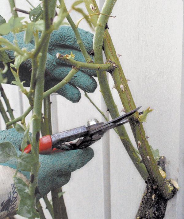 Horolezecké ruže strihajú ružové jarné procesy