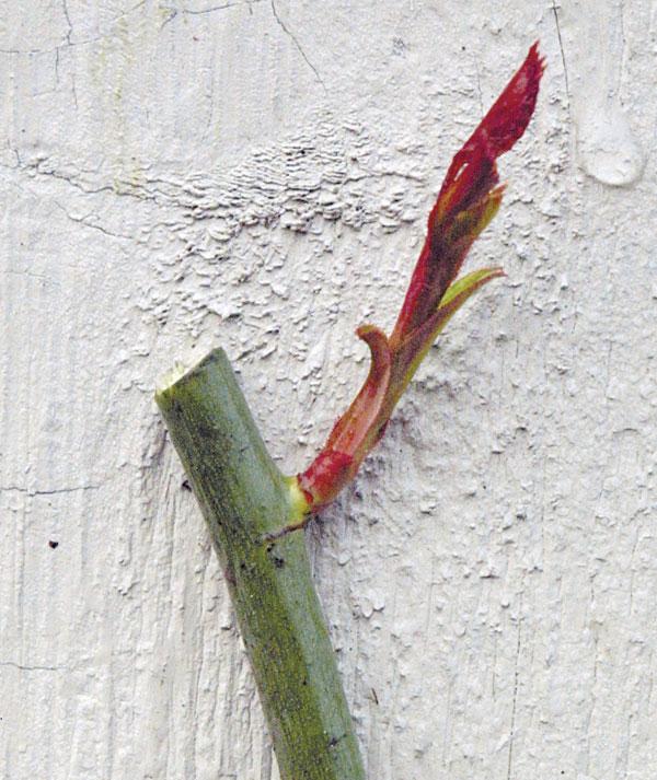 Horolezecké ruže-strih-nad-von-von-tvárou-púčik