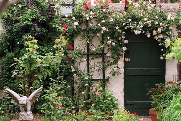 Horolezecké ruže rezané na jarné vchodové dvere biele