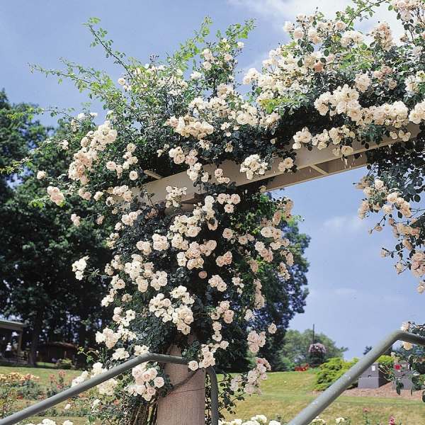 Popínavé ruže pestujú pergolu podporu bieleho slnka