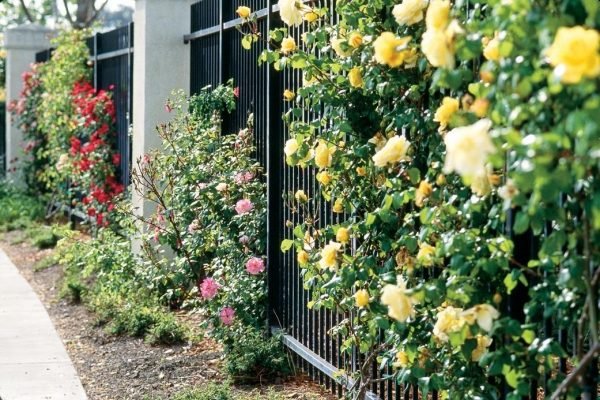 Horolezecké ruže rezané kovovou konštrukciou plotu