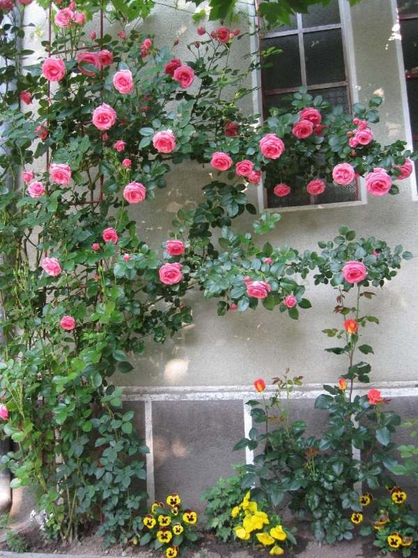 Horolezecké ruže rezané fasádou domu fialovo žlté