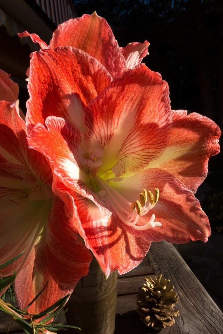 Kvety Amaryllis v jednoduchých nádobách Deco-vianočné-obývacia izba-amarylis-kvet-červeno-zlatom-maľované-šišky