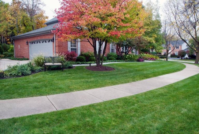 Červený javor na dvore Acer rubrum v trávniku vedľa vždyzelených pôvodných trvaliek a kríkov a živých plotov na dvore