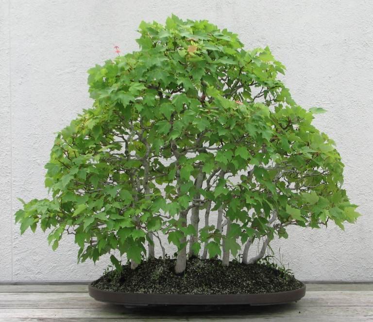 Bonsai Maple má nápady na zelené listy pre malé črepníkové rastliny s jednoduchou starostlivosťou