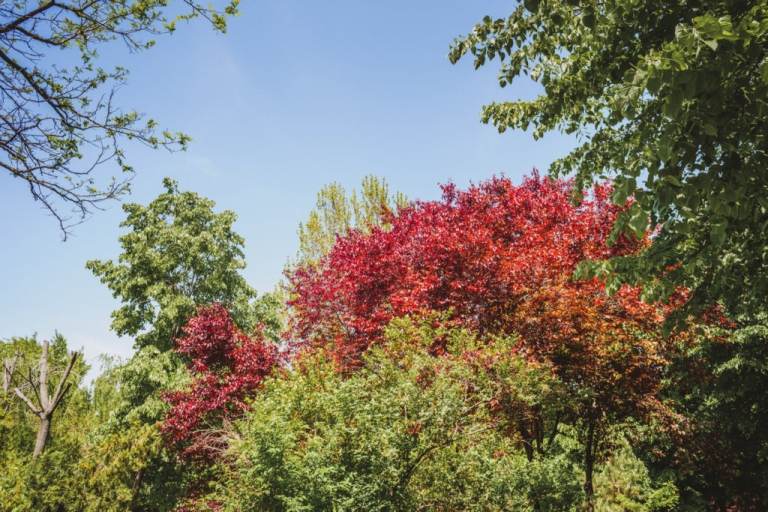 Javor červený Acer rubrum Rýchlo rastúce stromy do slnečných záhrad Koruna sfarbená do červena Tienidlo na terasu