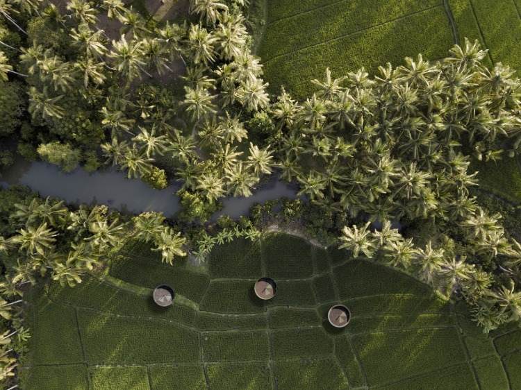 tri okrúhle domy uprostred tropickej oblasti postavené v zelenom prostredí medzi palmami