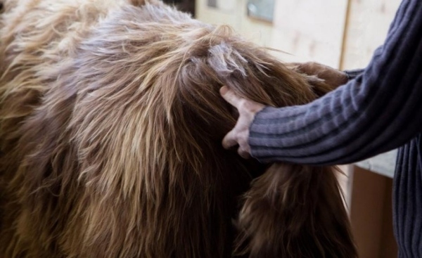 Výroba nábytku z ovčej kože v New Yorku