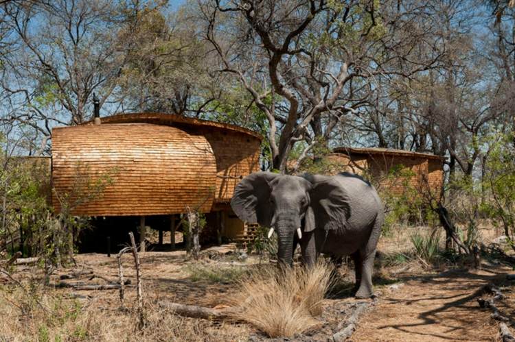 naplavené drevo safari chata slon stepa botswana