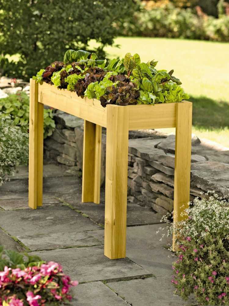 Pestovanie šalátu malý-vyvýšený záhon-risch-hlávkový šalát-šalát-šalát-zber