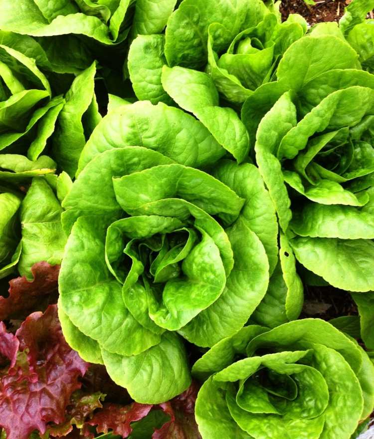 pestovanie-šalát-šalát-príchuť-zeleninová-záhradná-jarná príprava