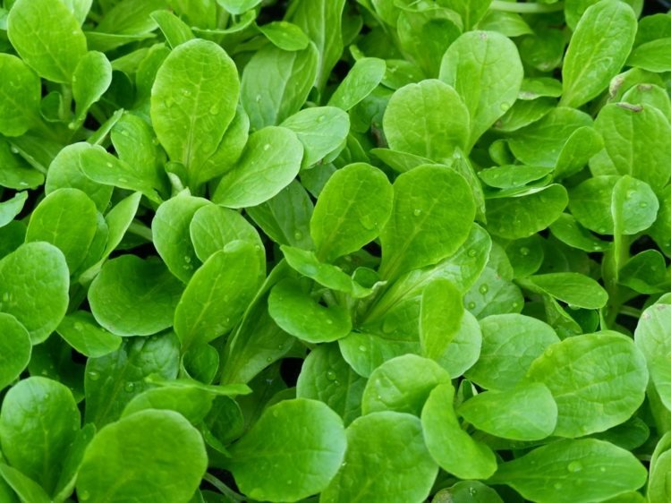 pestovanie-šalát-pole-šalát-valerián-pestovanie-čerstvé-kŕmenie-bio-zeleniny