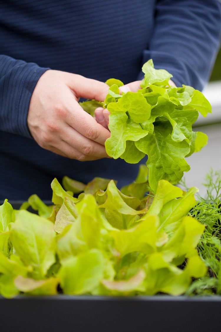 Vyberte si listy šalátu z vlastnej balkónovej záhrady