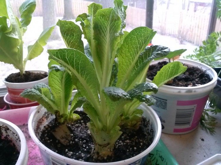 Šalát pestujte v kvetináči na parapete