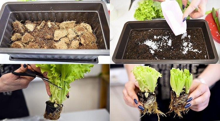 Naplňte kvetináč kokosovými vláknami a zeminou a vyberte z hrnca korene šalátu