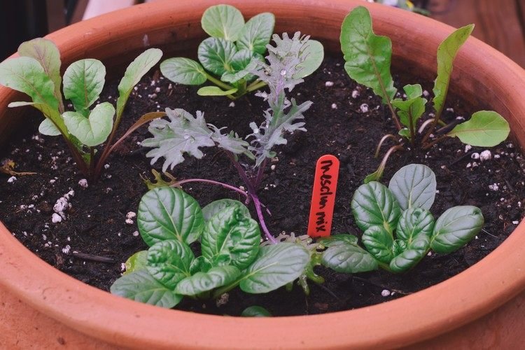 Sadenice šalátu v kvetináči