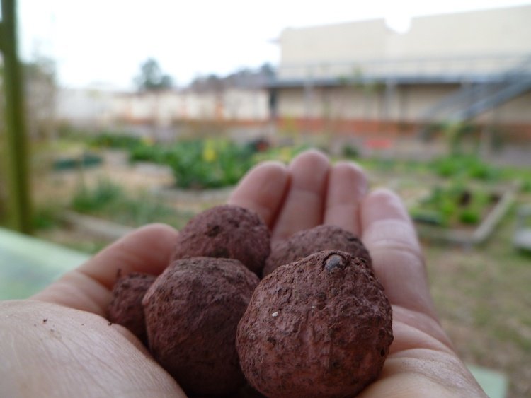 Vyrobte si semienkové bomby sami a vyberte si miesto na výsadbu