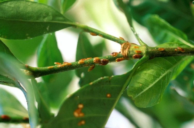 Ako vyzerá drobný hmyz a rozpoznáva zamorenie