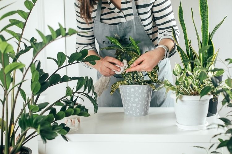 Bojujte s hmyzom v domácom prostredí domácimi prostriedkami šetrnými k prírode