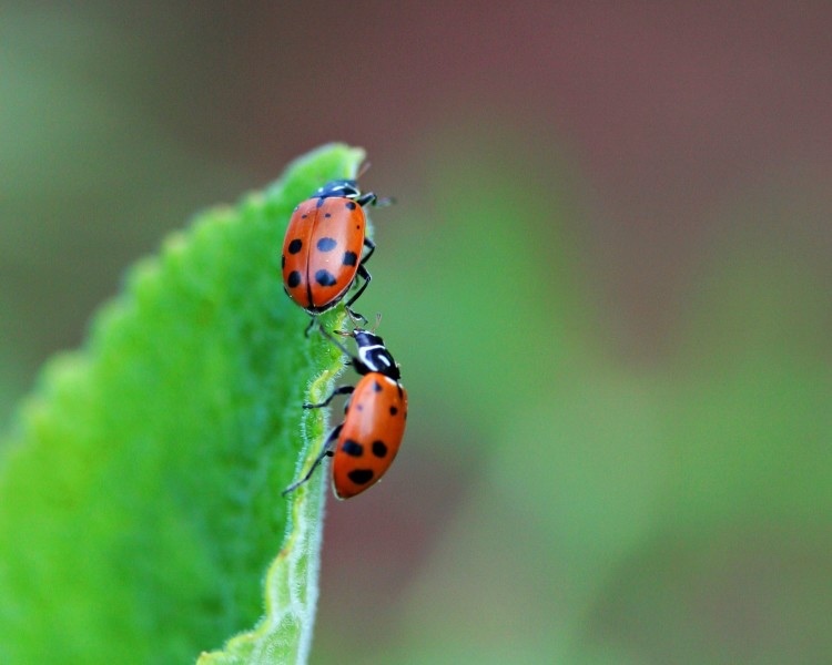 Používajte prospešný hmyz proti hmyzu z vodného kameňa Tipy