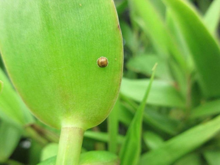 Rozpoznať a kontrolovať mierkový hmyz na listoch orchideí